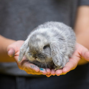 Hase, Huhn und Co - Ferienspiel