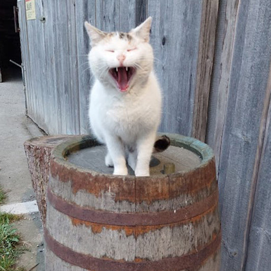Mitmachgeschichte: Ein Tag mit Katze Mia am Wurmhof - inkl. Mäusejagt