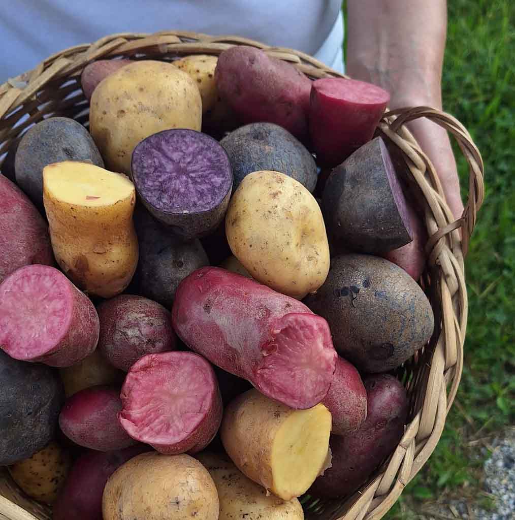 Buntes Bio Erdäpfel Vielfalt Paket