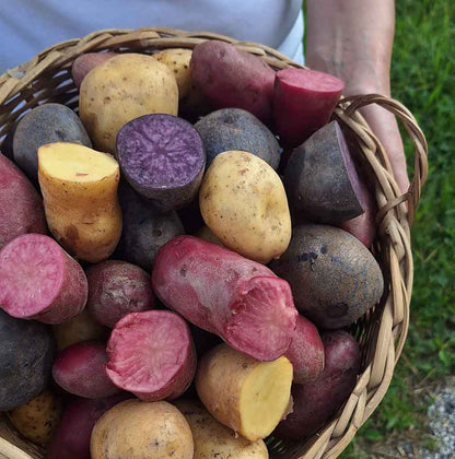 Buntes Bio Erdäpfel Vielfalt Paket