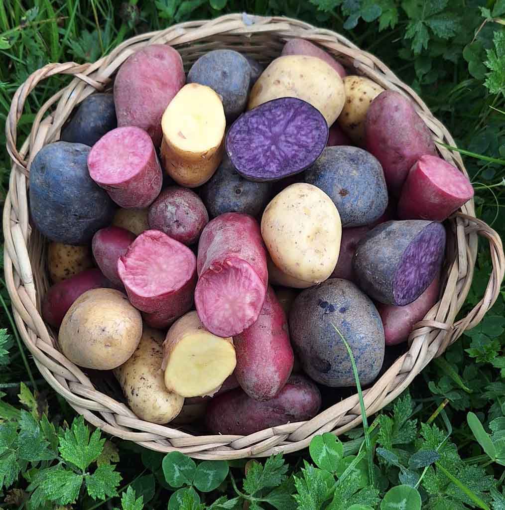 Buntes Bio Erdäpfel Vielfalt Paket